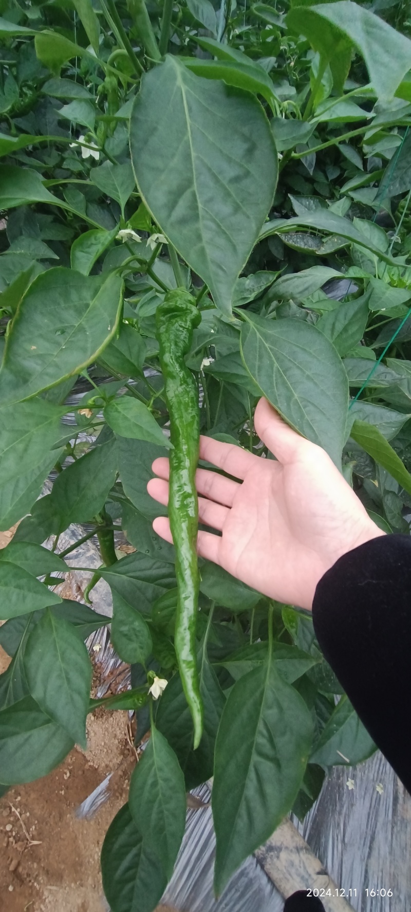 新苗椒宁都辣椒大量上市螺丝椒条形好色泽绿