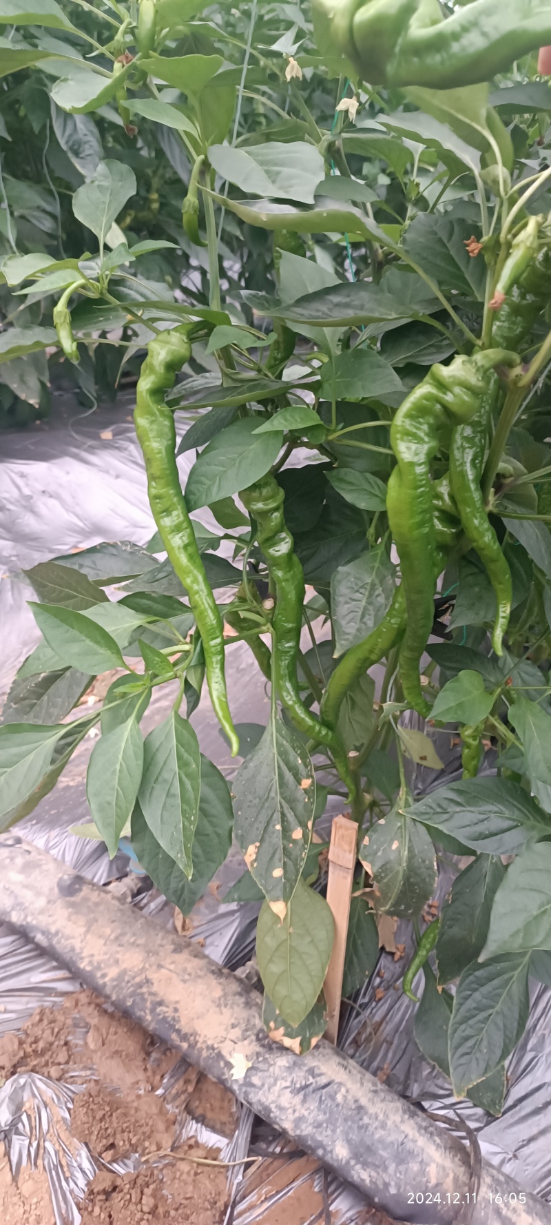 新苗椒宁都辣椒大量上市螺丝椒条形好色泽绿