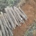 【新品上市】广西黑鬼淮山药/基地直发/对接商超批发市场