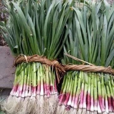 红根蒜苗新鲜蒜苗基地直发保质保量价格实惠运输便利欢迎电联