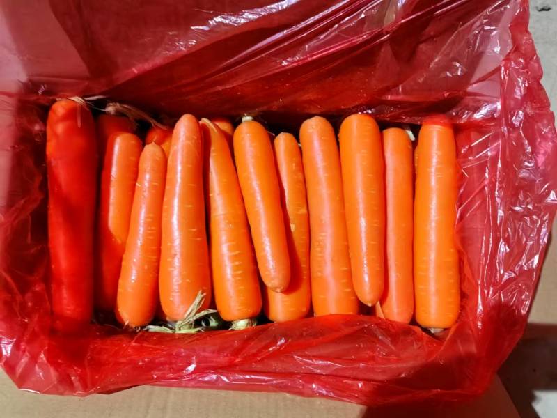 河南胡萝卜冷库货源充足保质保量欢迎电话订购