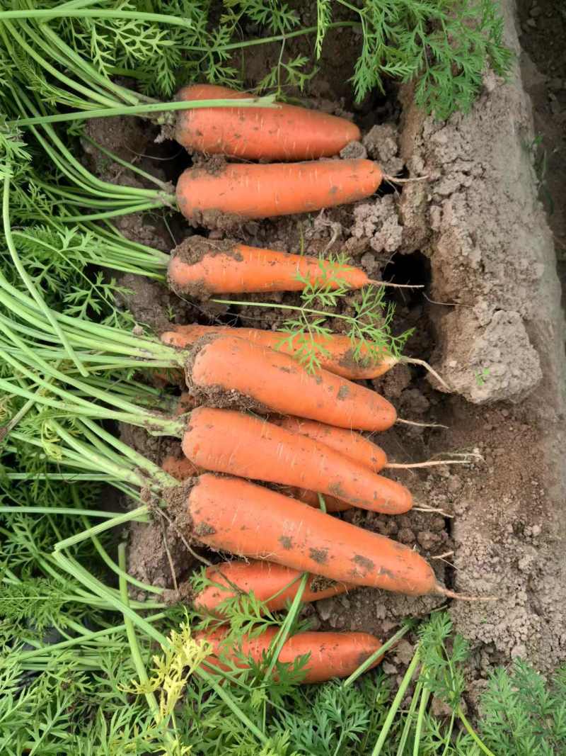 河南胡萝卜冷库货源充足保质保量欢迎电话订购