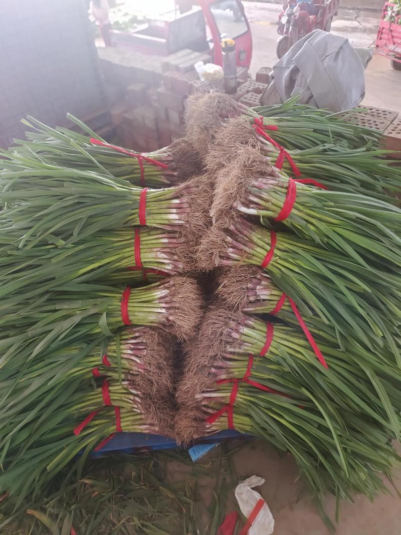 红根蒜苗新鲜蒜苗基地直发保质保量价格实惠运输便利欢迎电联