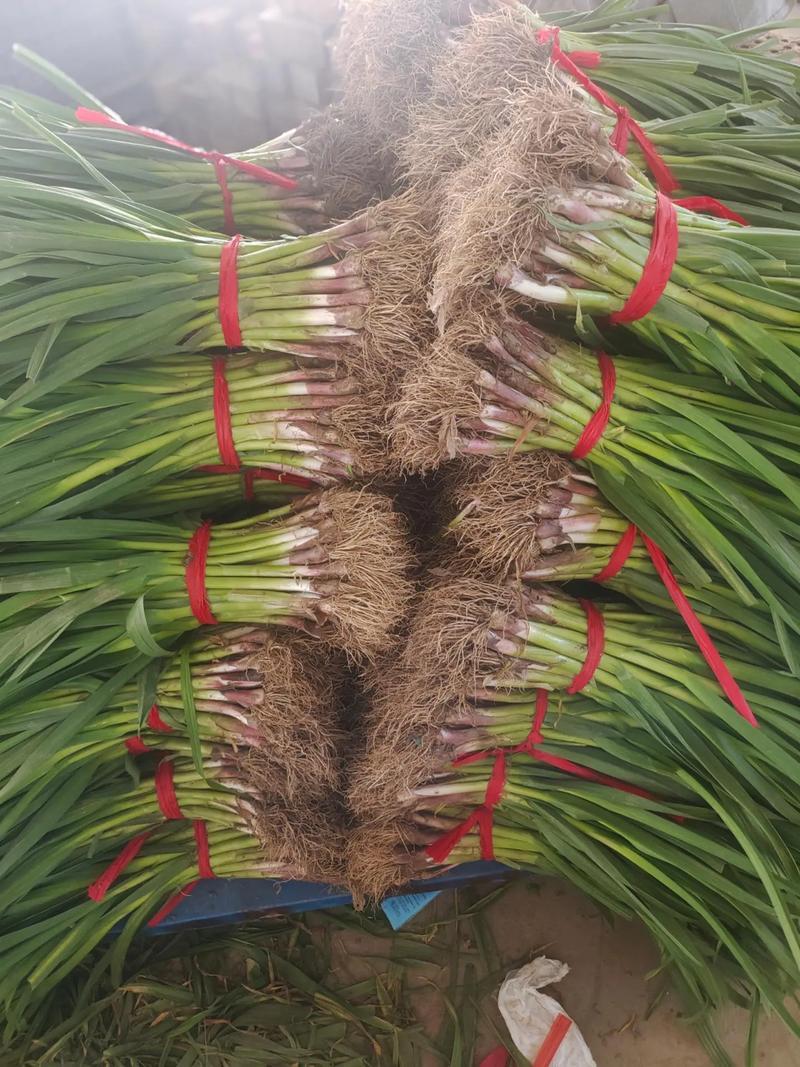 红根蒜苗新鲜蒜苗基地直发保质保量价格实惠运输便利欢迎电联