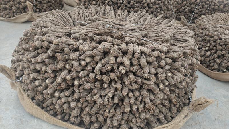【量大优惠】甘肃岷山当归基地直供品质保障欢迎来电咨