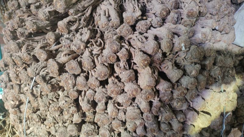 【量大优惠】甘肃岷山当归基地直供品质保障欢迎来电咨