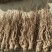 【量大优惠】甘肃岷山当归基地直供品质保障欢迎来电咨