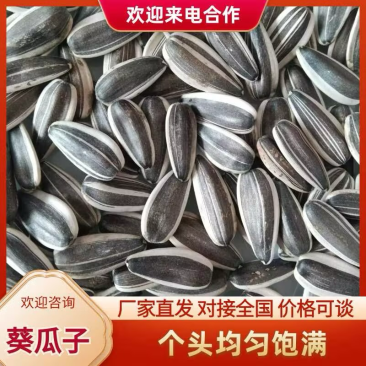 【精选】内蒙古优质产区精选葵花籽品质保证大量供应