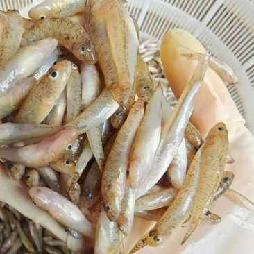小黄鱼新鲜上货，非常漂亮，每天大量批发