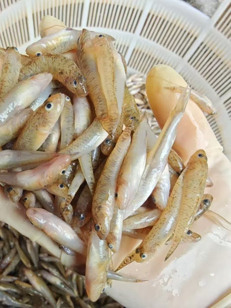 小黄鱼新鲜上货，非常漂亮，每天大量批发
