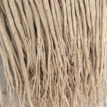 【精品】甘肃岷山当归品质保障量大优惠产地直发