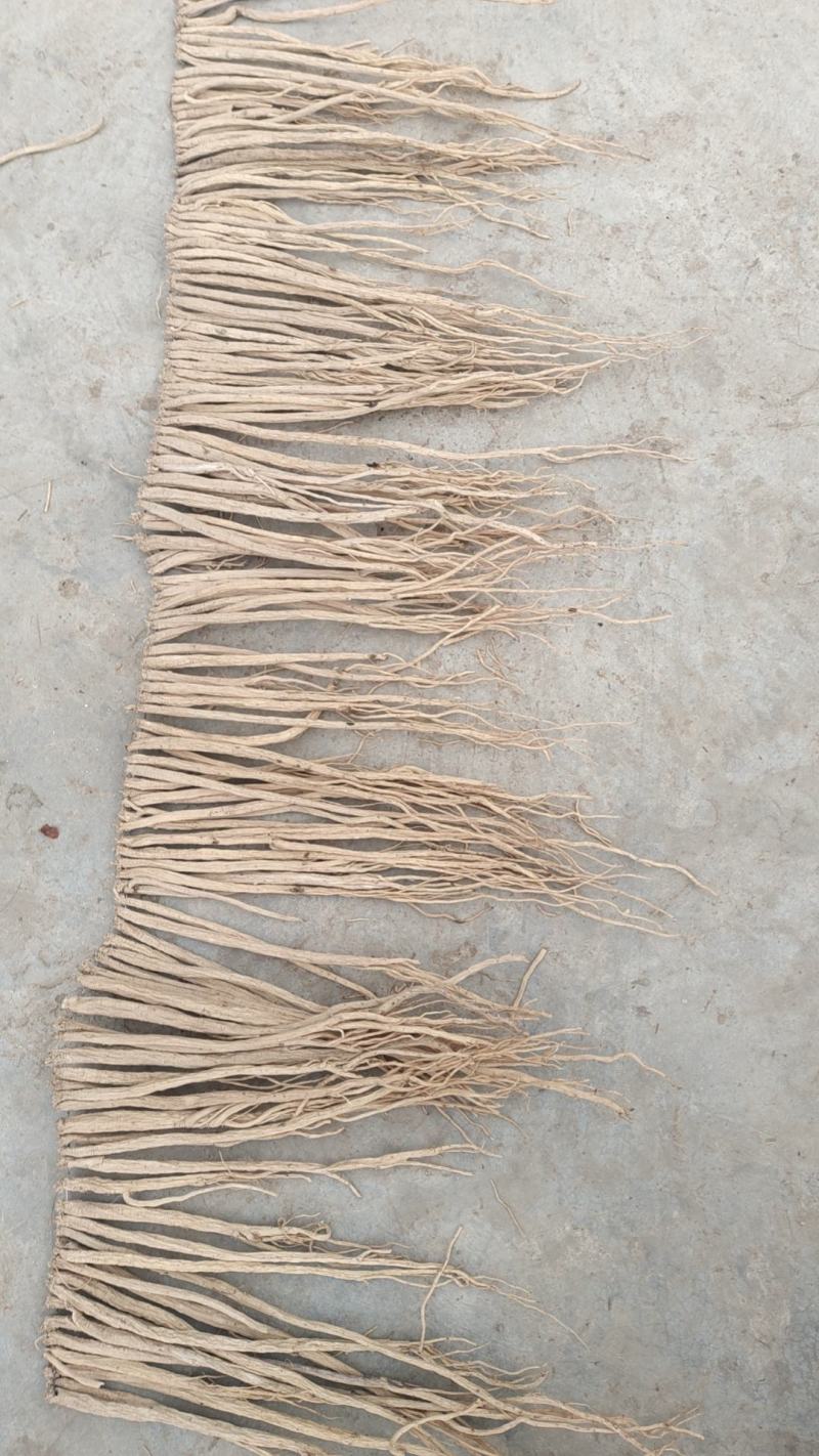 【精品】甘肃岷山当归品质保障量大优惠产地直发