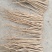 【精品】甘肃岷山当归品质保障量大优惠产地直发