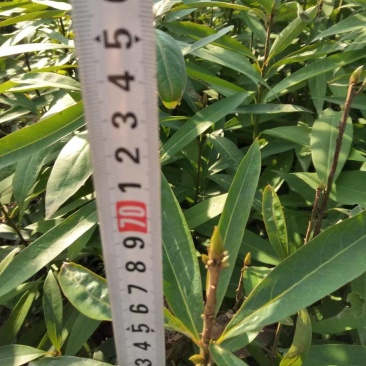 江西泡花楠湖北泡花楠杯苗重庆泡花楠吉安泡花楠