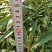江西泡花楠湖北泡花楠杯苗重庆泡花楠吉安泡花楠