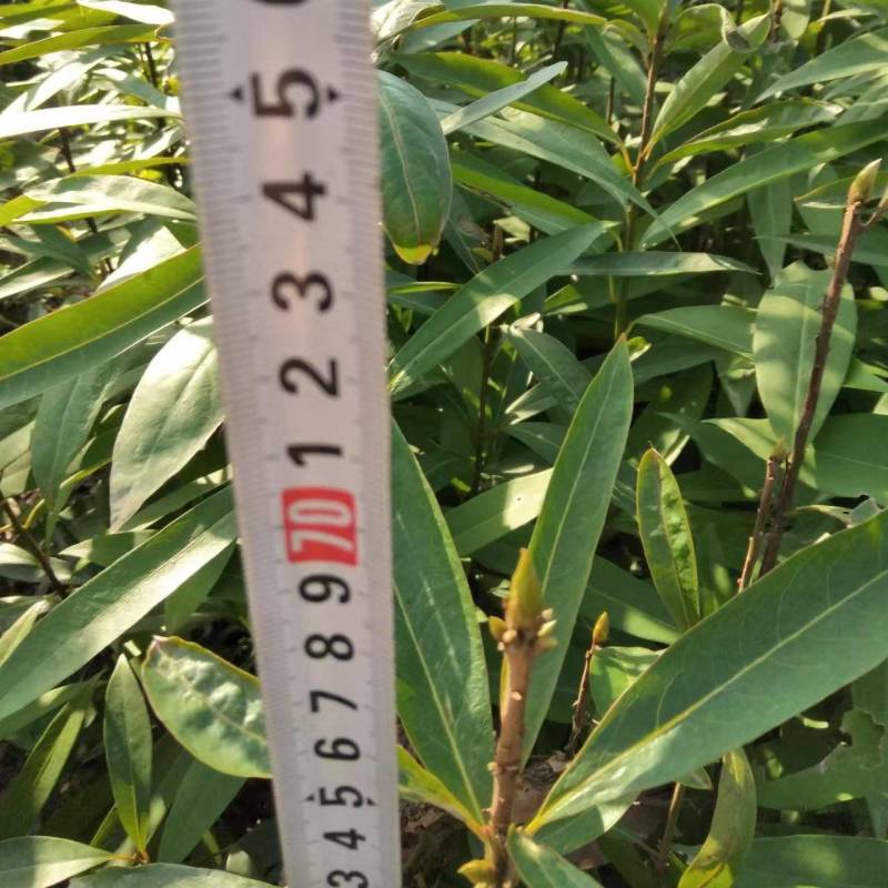 江西泡花楠湖北泡花楠杯苗重庆泡花楠吉安泡花楠