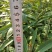 江西泡花楠湖北泡花楠杯苗重庆泡花楠吉安泡花楠