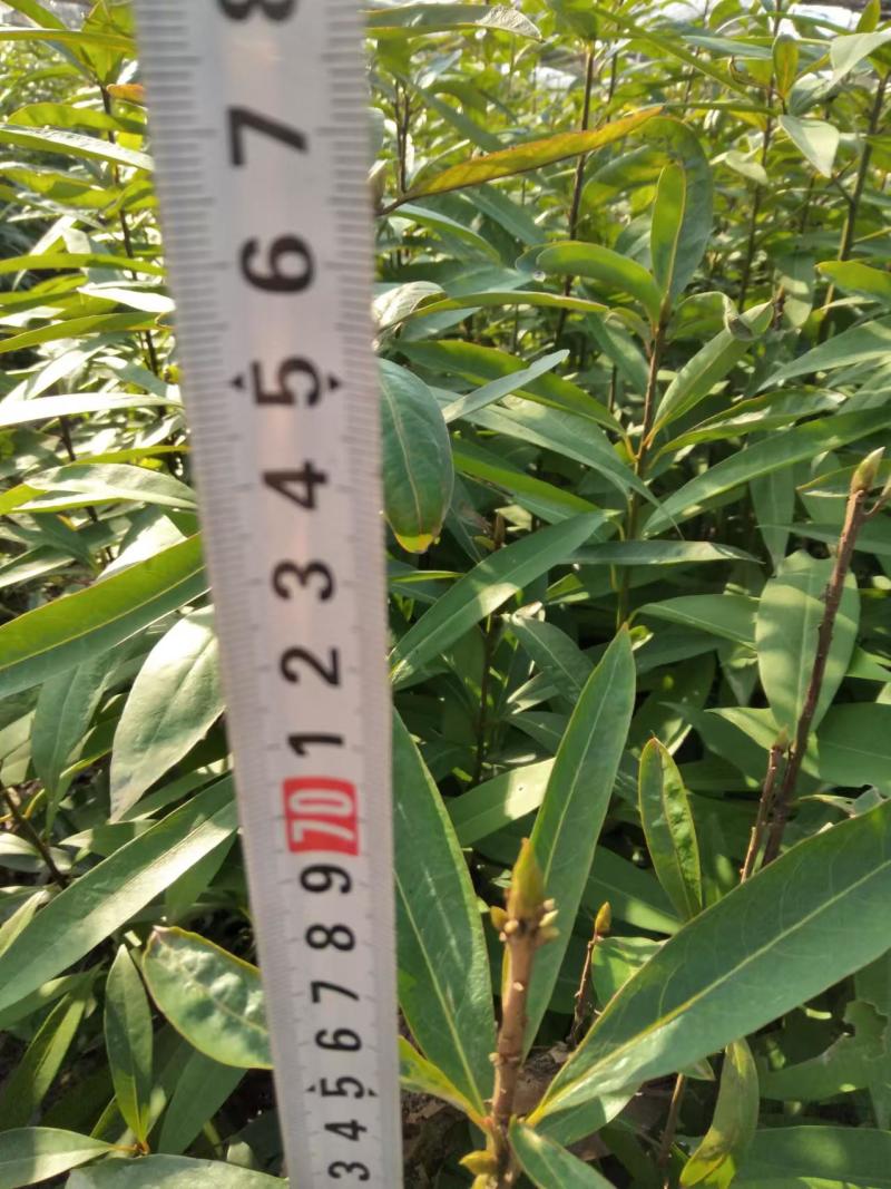 江西泡花楠湖北泡花楠杯苗重庆泡花楠吉安泡花楠