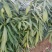 江西泡花楠湖北泡花楠杯苗重庆泡花楠吉安泡花楠
