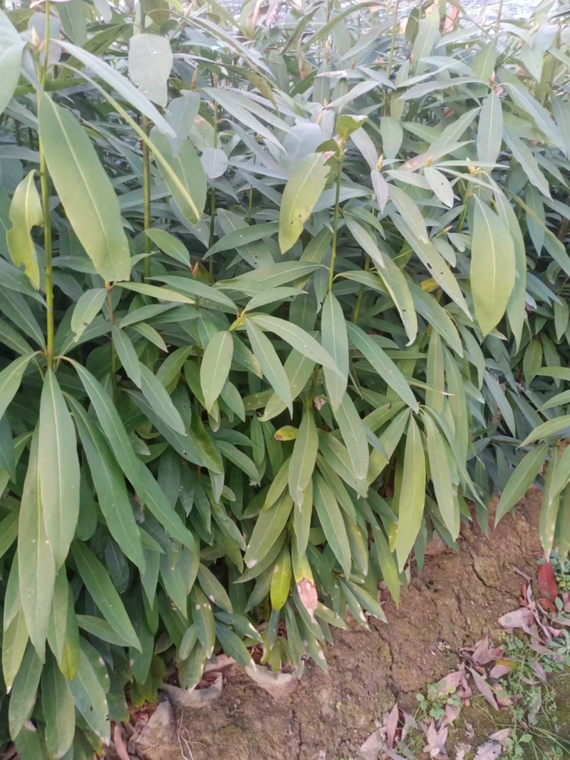 江西泡花楠湖北泡花楠杯苗重庆泡花楠吉安泡花楠