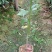 江西泡花楠湖北泡花楠杯苗重庆泡花楠吉安泡花楠