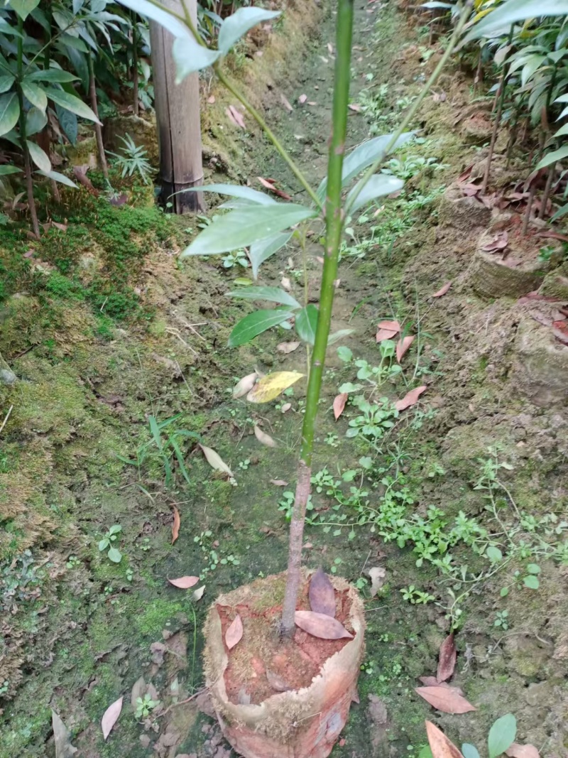 江西泡花楠湖北泡花楠杯苗重庆泡花楠吉安泡花楠