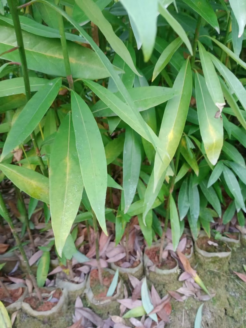 江西泡花楠湖北泡花楠杯苗重庆泡花楠吉安泡花楠