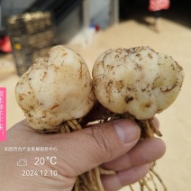 百合/食用百合/甜百合/新龙牙/新鲜百合