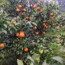 爱媛28号，生态果实等你来摘哦！