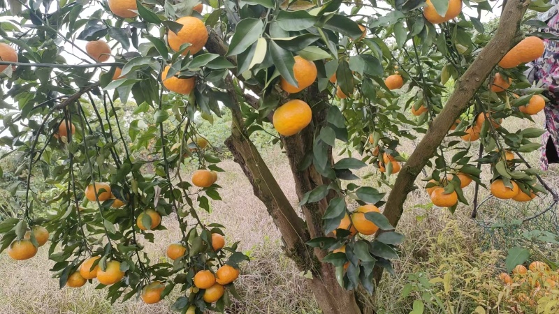 湖南湘西明日见数量不多