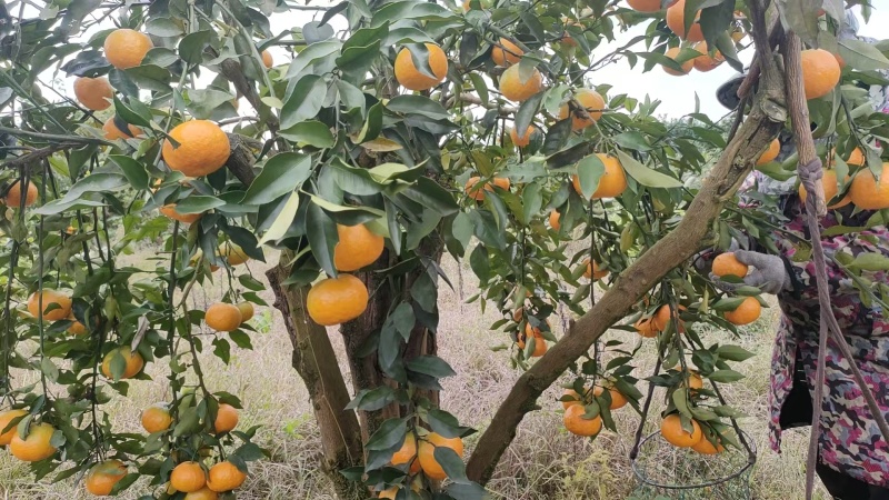 湖南湘西明日见数量不多
