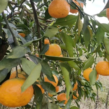 湖南湘西明日见数量不多