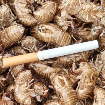 蝉蜕大号蝉蜕，甘肃产地，干净
