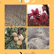 广东省连平鹰嘴桃树苗蜜桃苗，红花嫁接苗，顺丰包邮，