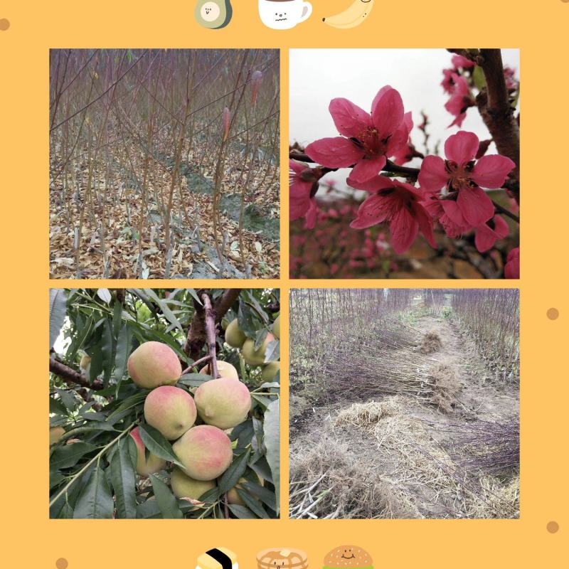 广东省连平鹰嘴桃树苗蜜桃苗，红花嫁接苗，顺丰包邮，