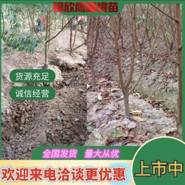 鹰嘴蜜桃苗现挖现发成活率高可视频看货顺丰包邮