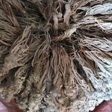 当归
