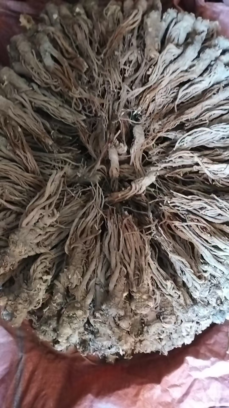 当归