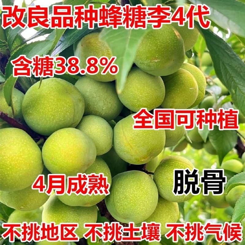 特大蜂糖李子苗当年挂果爆甜脱骨耐寒丰产当年结果