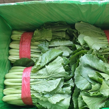 小白菜（邯郸本地货）
