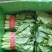 小白菜（邯郸本地货）