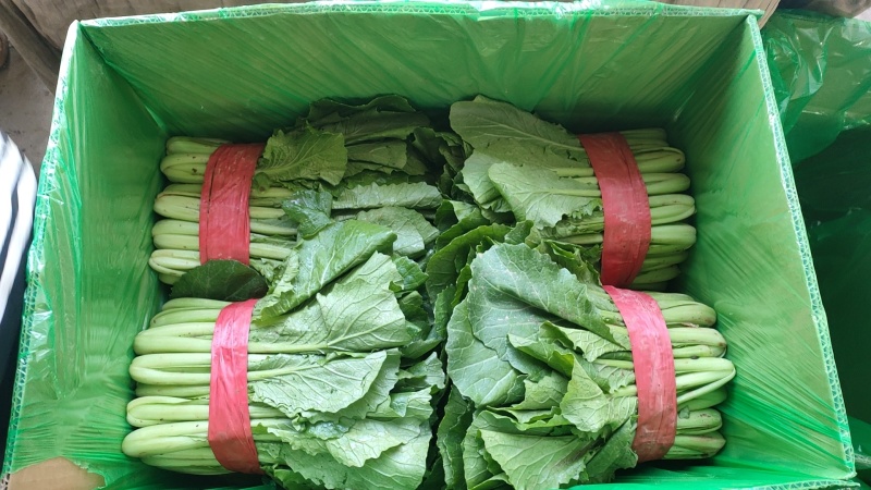 小白菜（邯郸本地货）