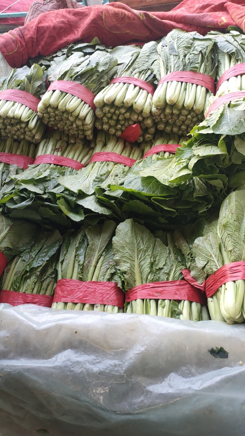 小白菜（邯郸本地货）