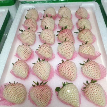 产地白草莓大量上市中，质量口感起飞！欢迎各大老板前来合作