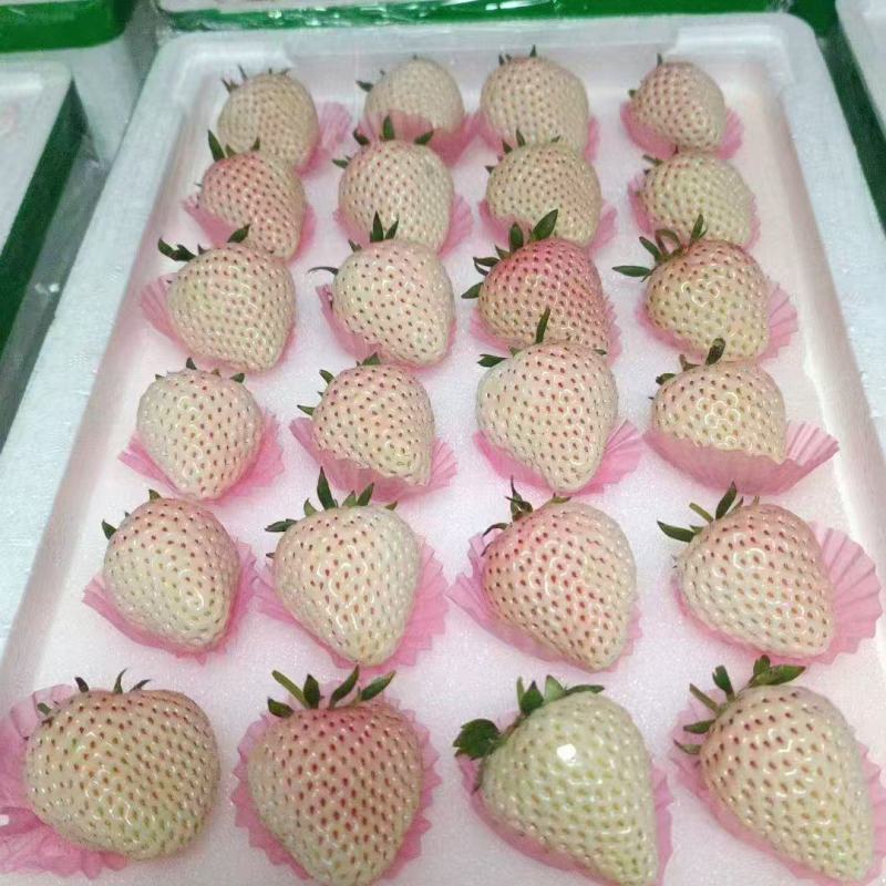 产地白草莓大量上市中，质量口感起飞！欢迎各大老板前来合作