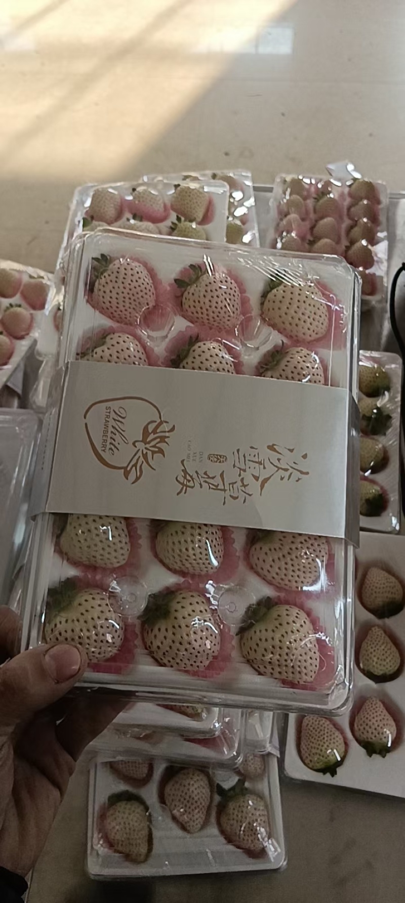 产地白草莓大量上市中，质量口感起飞！欢迎各大老板前来合作