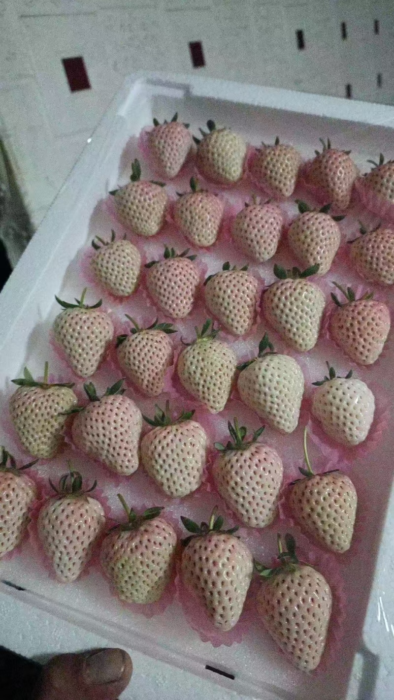 产地白草莓大量上市中，质量口感起飞！欢迎各大老板前来合作