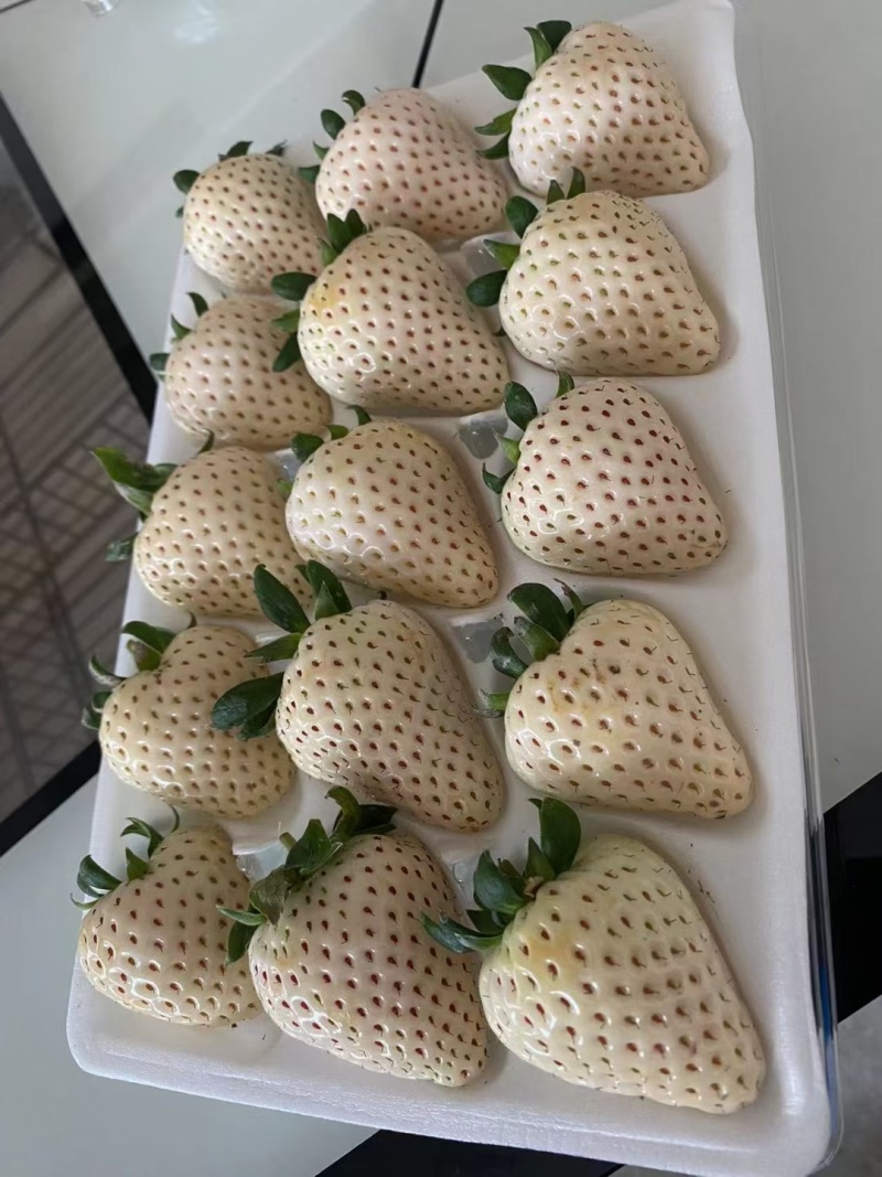 产地白草莓大量上市中，质量口感起飞！欢迎各大老板前来合作