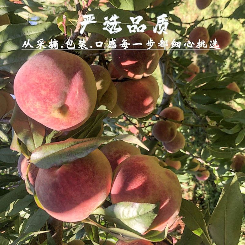 云南大理冬桃新鲜桃子脆甜大果晚熟桃毛桃丑桃脆桃孕妇水果整箱