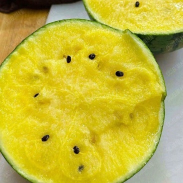 广东特小凤头插